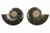 Cut & Polished Black/Orange Ammonite - Unusual Coloration #132234-1